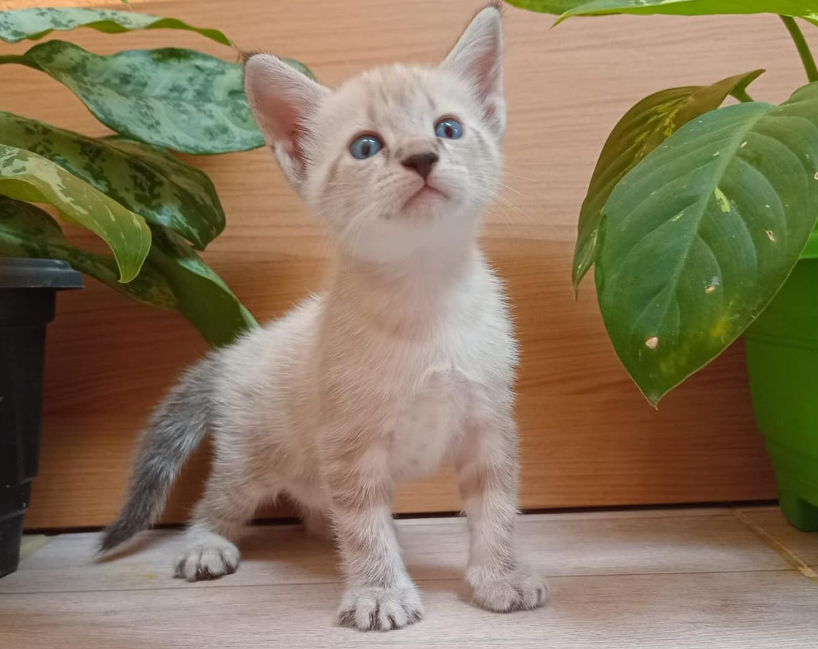 services-04 Kitten 5