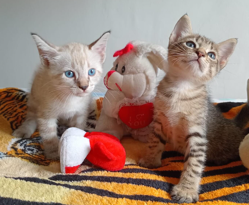 about-us-01 Kitten 6